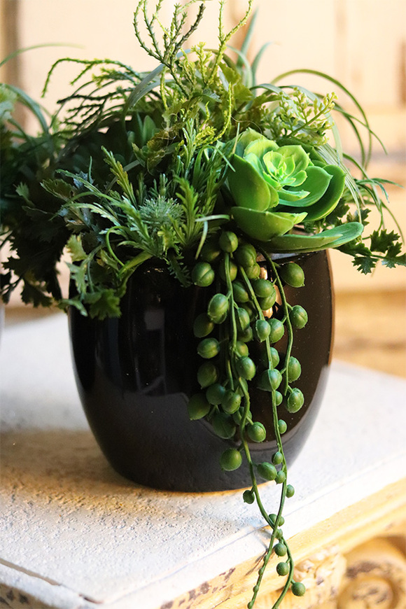 Design Mario, kompozycja sukulenty w czarnej donicy, wym.24x20cm