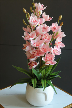 Cymbydium Natural Pink, gumowy storczyk w doniczce z twarzą, wys.69cm