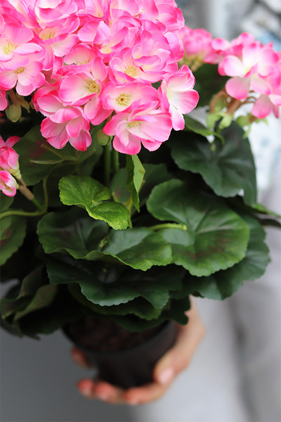 doniczkowa pelargonia Fuksja-krem, wysokiej jakości sztuczne kwiaty