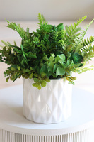 Forenia A, zielona kompozycja z sukulentami, wym.27cm