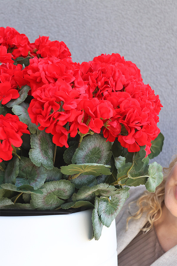 Pelargonie Deep Red, donica z pelargoniami