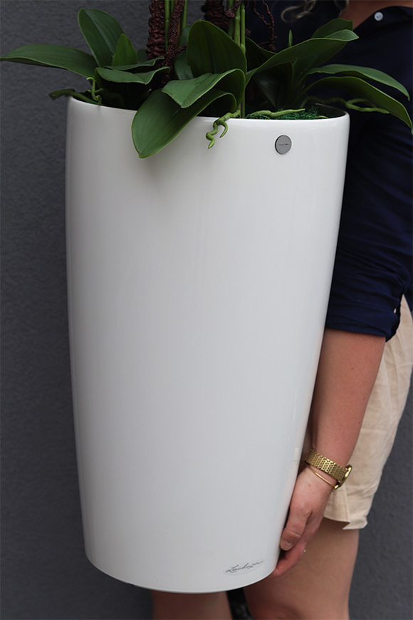 Rondo Mediolan White, biały storczyk podłogowy w donicy