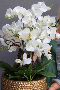 Goldenario Medium, biały storczyk w złotej donicy, wys.76cm