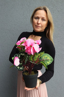 Cyklamen sztuczny w doniczce, różowy