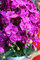 Cavallo Fuksja Saute, storczyk w stretchu do Twojej donicy