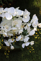 Deluxe Belldani B, sztuczny storczyk w złotej donicy, wys.58cm