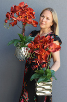 miedziany storczyk w złotej donicy, Diamond Red, wys.53cm 