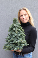 Nobilis, świąteczna choinka z żywych gałązek