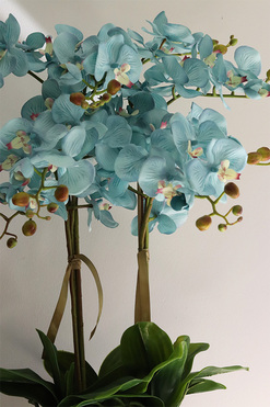 Blue Redi Cooler, turkusowy sztuczny storczyk w coolerze, wys.82cm 