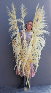 Pampasy Giant, bukiet suszonych traw w wazonie, wys.215cm 