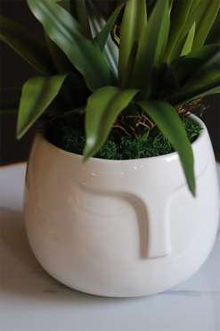 Cymbydium Natural Pink, gumowy storczyk w doniczce z twarzą, wys.69cm