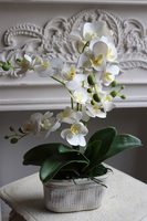 Mini Pearl 2, gumowy storczyk w porcelanowej osłonce