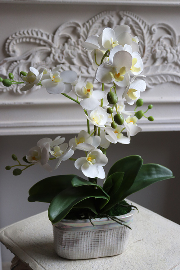 Mini Pearl 2, gumowy storczyk w porcelanowej osłonce