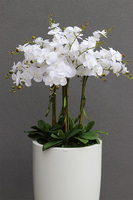 Grande Fiberglass White, efektowny storczyk w białej donicy