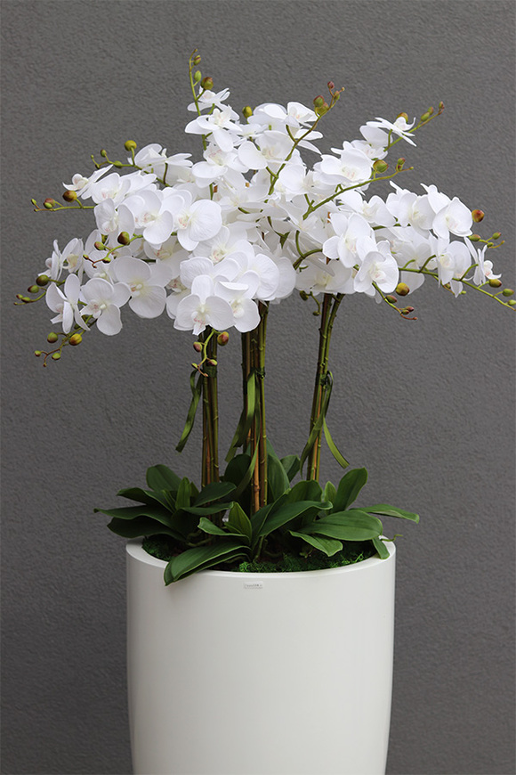 Grande Fiberglass White, efektowny storczyk w białej donicy
