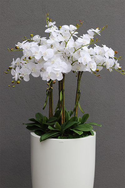 Grande Fiberglass White, efektowny storczyk w białej donicy