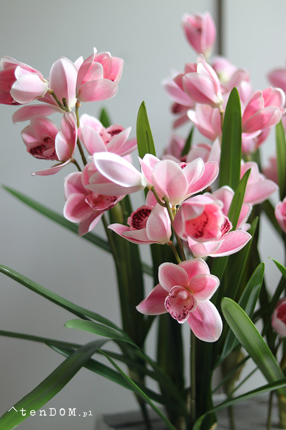 Pink Cymbydium Saute, storczyk w stretchu do obsadzenia