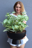 Alokazja Big Black, sztuczna roślina w pucharze