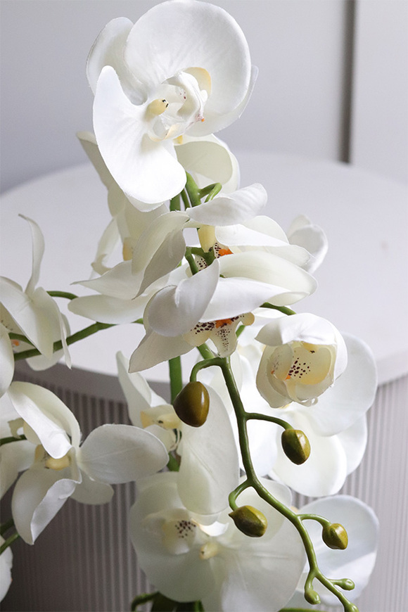 Fornasetta Stripes, sztuczny storczyk w ozdobnej donicy