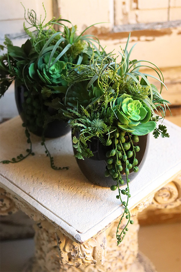 Design Mario, kompozycja sukulenty w czarnej donicy, wym.24x20cm