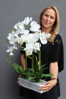 Dereta Saute, storczyk w stretchu do Twojej donicy