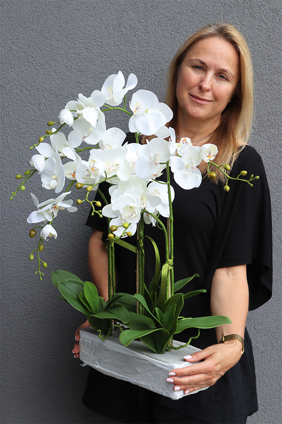 Dereta Saute, storczyk w stretchu do Twojej donicy