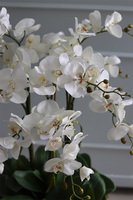 bogaty storczyk w złotym pucharze, Palazzino, wys.100cm