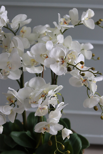 bogaty storczyk w złotym pucharze, Palazzino, wys.100cm