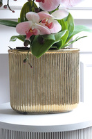 Pink Hillton, gumowy storczyk w złotej donicy