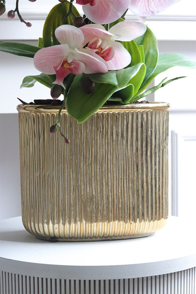 Pink Hillton, gumowy storczyk w złotej donicy