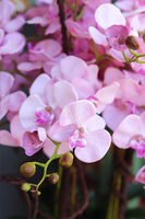 Grande Fiberglass Black, pudrowy storczyk w wysokiej czarnej donicy, wys.125cm