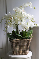 Rattania Provance sztuczny storczyk w wiklinowym koszu