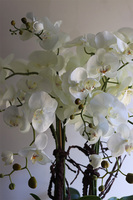 Eveline Elegance, sztuczny storczyk w pucharze, wys.88cm