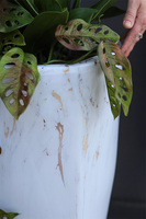 Marmurra, biały storczyk w marmurkowej donicy