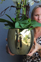 Jeanne Gold, storczyk w złotej doniczce