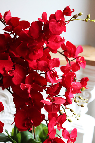 Karminowy Dom Manfredo, czerwony storczyk w wąskiej donicy