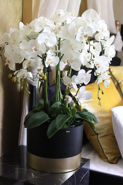 Blackisto Goldino C, elegancki storczyk w czarno-złotej donicy, wys.84cm