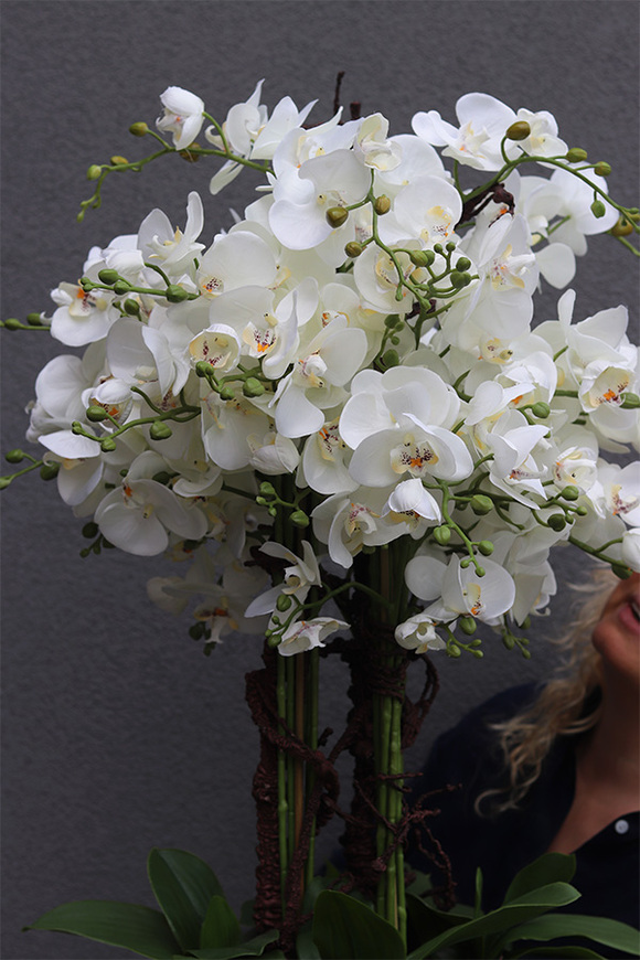 Rondo Mediolan White, biały storczyk podłogowy w donicy