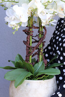 Cremina, sztuczny storczyk w ozdobnej donicy
