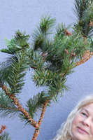 Zielona Sosna, zielona girlanda zimowa