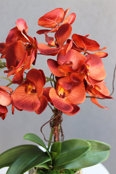 miedziany storczyk w złotej donicy, Diamond Red, wys.53cm 