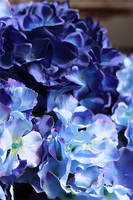 Energia Kosmosu, kompozycja z hortensjami w srebrnej misie