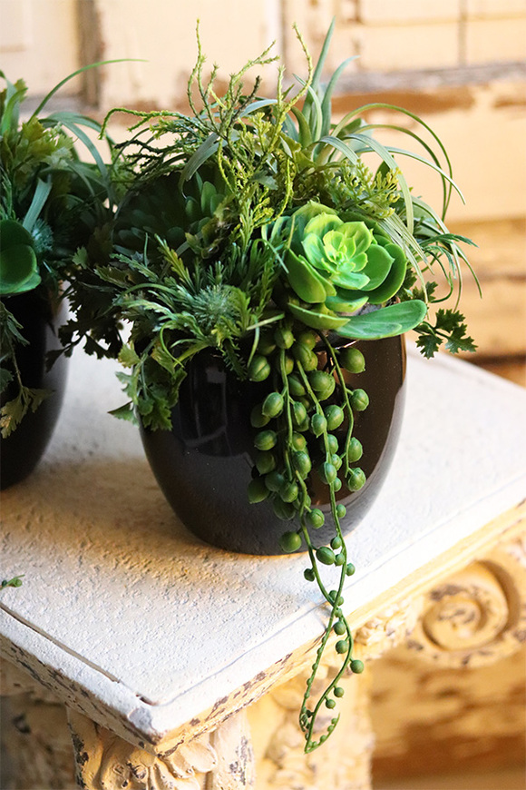 Design Mario, kompozycja sukulenty w czarnej donicy, wym.24x20cm