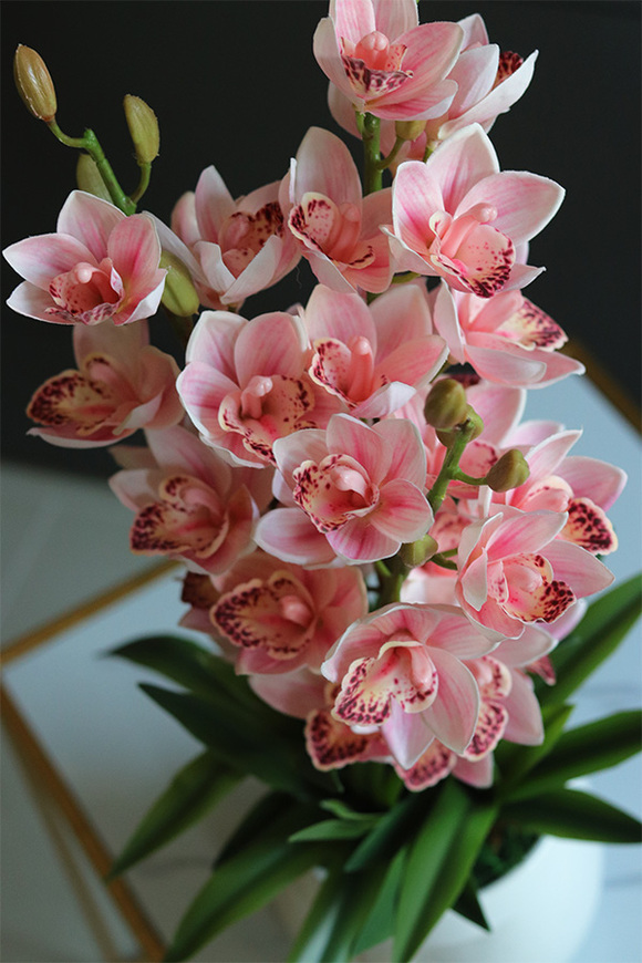 Cymbydium Natural Pink, gumowy storczyk w doniczce z twarzą