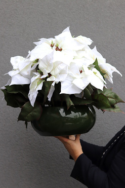 Gwiazda Betlejemska Green Pot, wysokiej jakości sztuczna roślina, wys.44cm