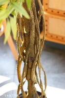 Fikus Deluxe Gold, sztuczna roślina w donicy, wys.140cm 