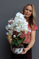 Blerana, storczyk w doniczce