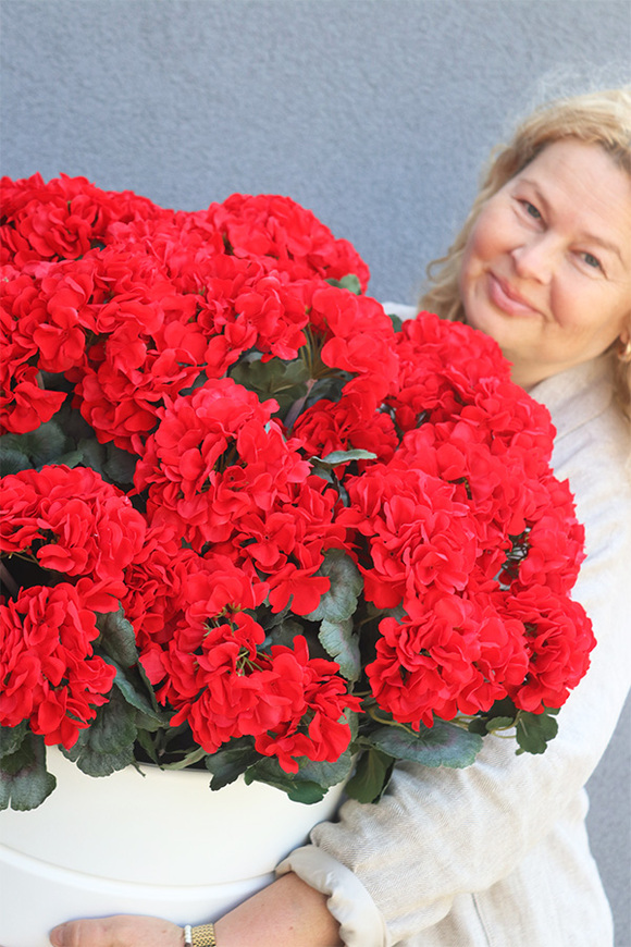 Pelargonie Deep Red, donica z pelargoniami