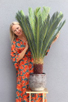 Cykas Grande Oliver, sztuczna roślina w ozdobnej donicy