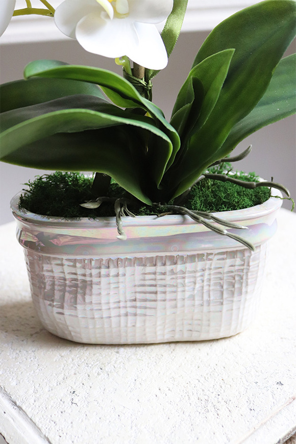 Mini Pearl 2, gumowy storczyk w porcelanowej osłonce